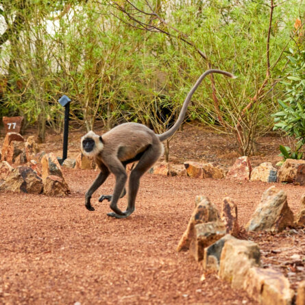 Wild Coast Tented Lodge I Sri Lanka (12)