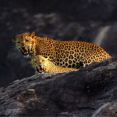 Wild Coast Tented Lodge I Sri Lanka (36)