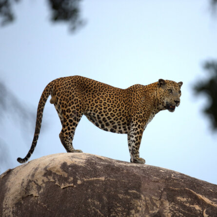 Wild Coast Tented Lodge I Sri Lanka (38)