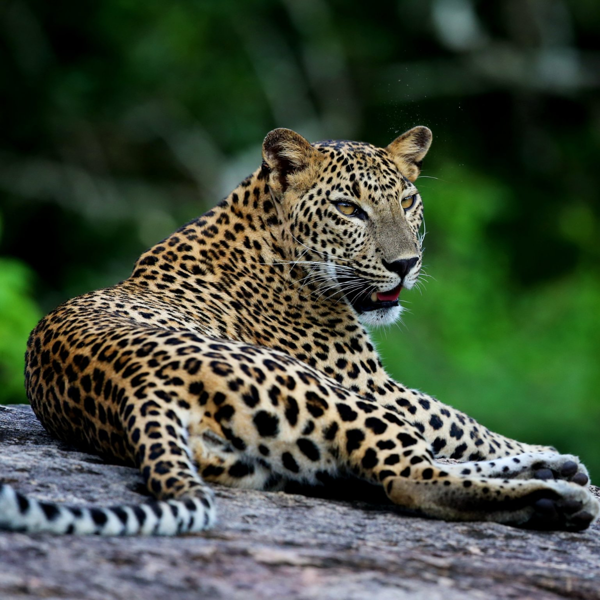 Wild Coast Tented Lodge I Sri Lanka (39)