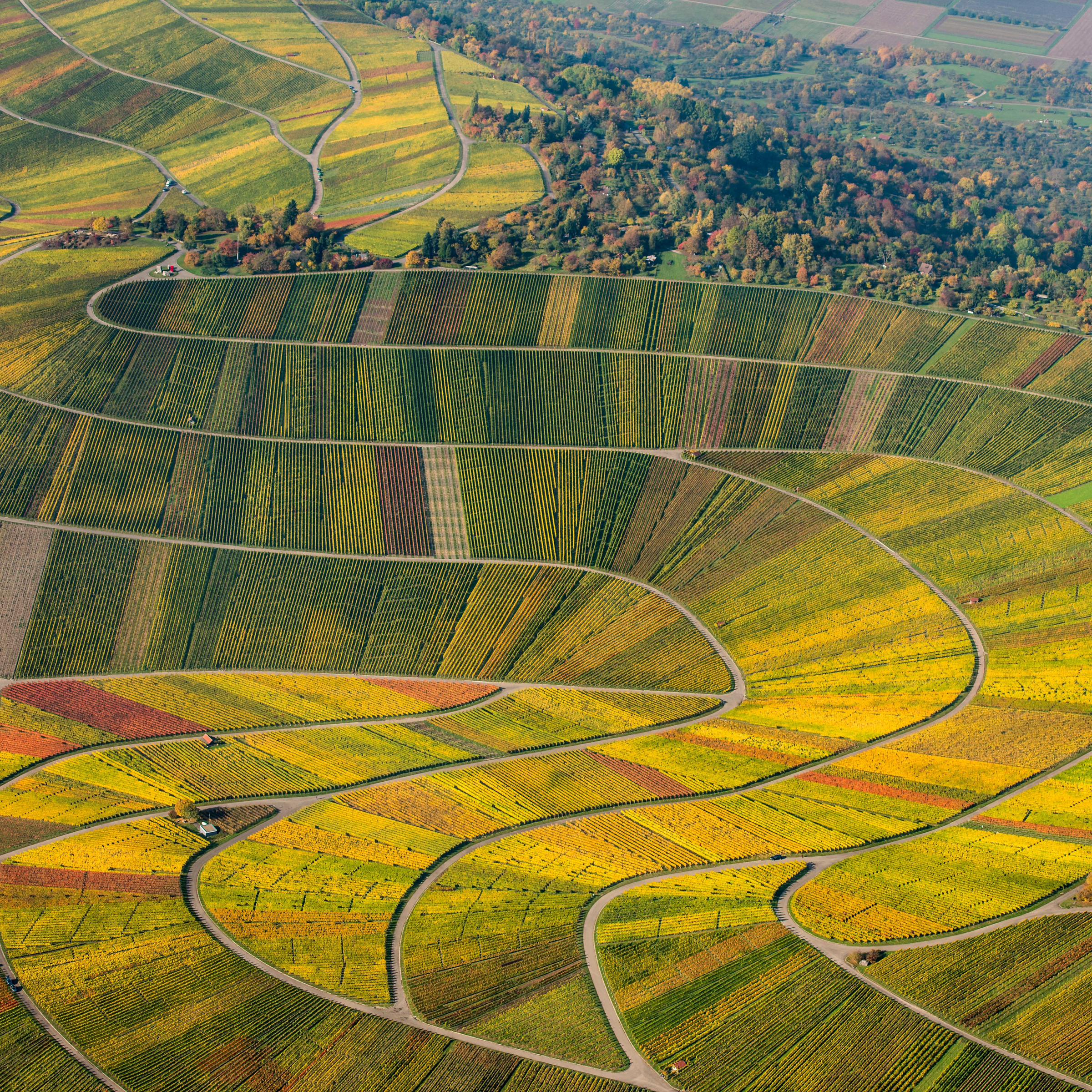 Weingut Ellwanger I Weinberge in Schnait
