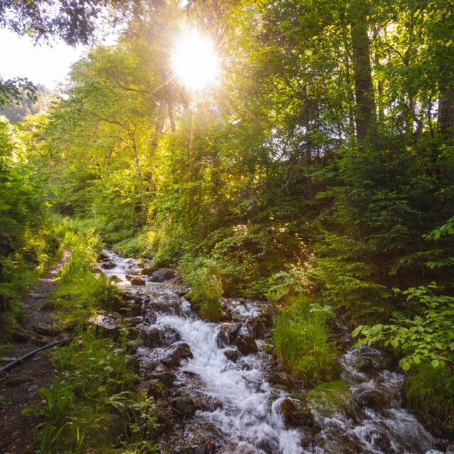 Österreich I Wildbach I Montafon