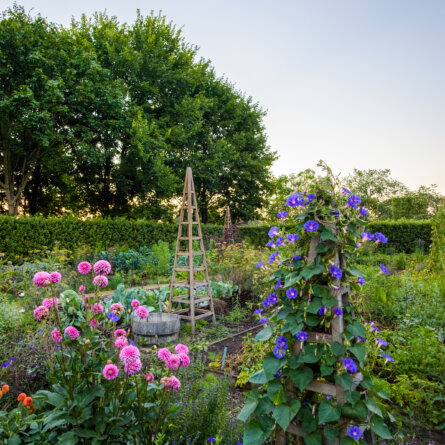 Schlossgarten Petzow I 4