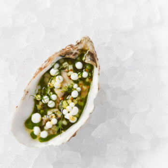 Schwarzreiter I Oyster