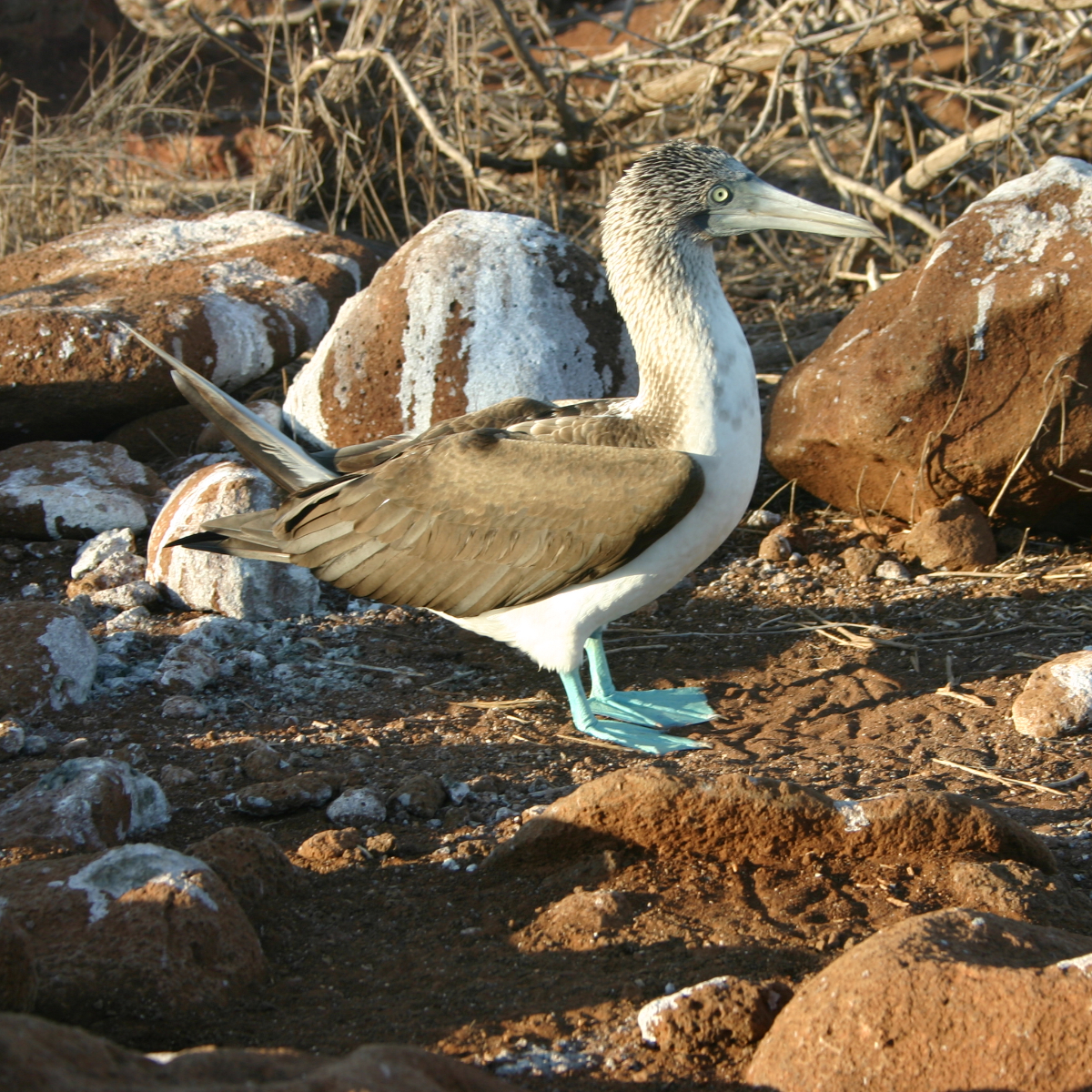 Galapagos Inseln (4)