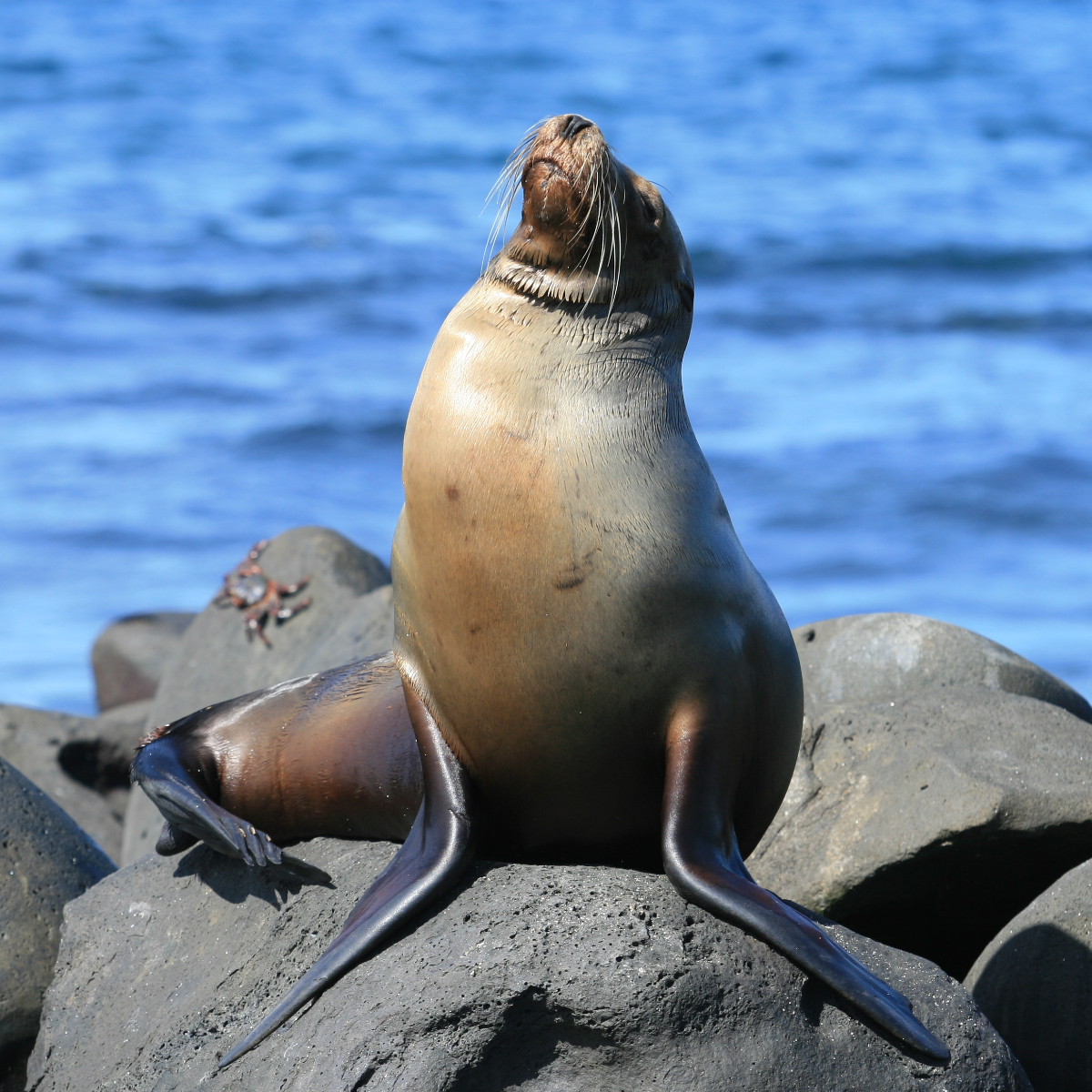 Galapagos Inseln (5)