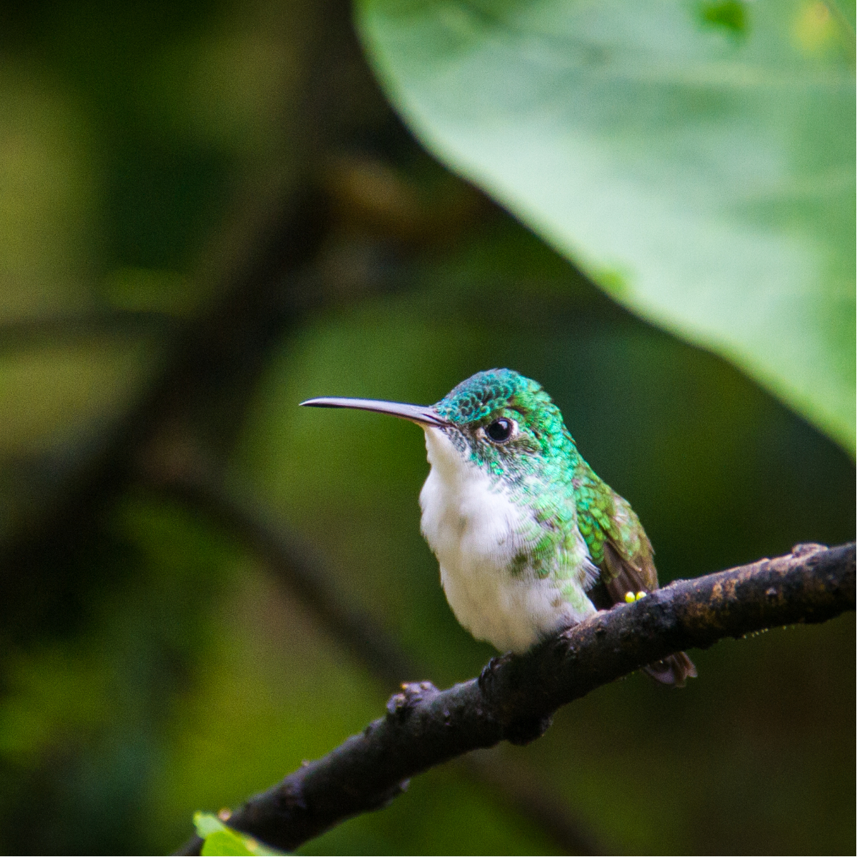 Kontiki Wayra _ Ecuador (1)
