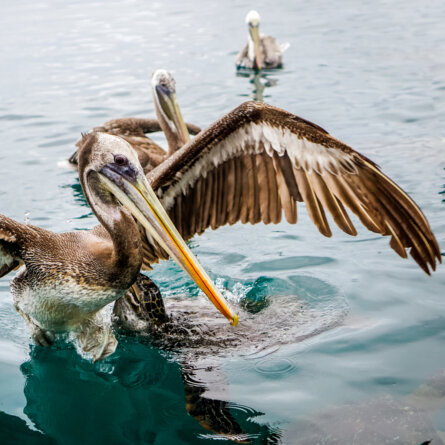 Kontiki Wayra _ Ecuador (2)