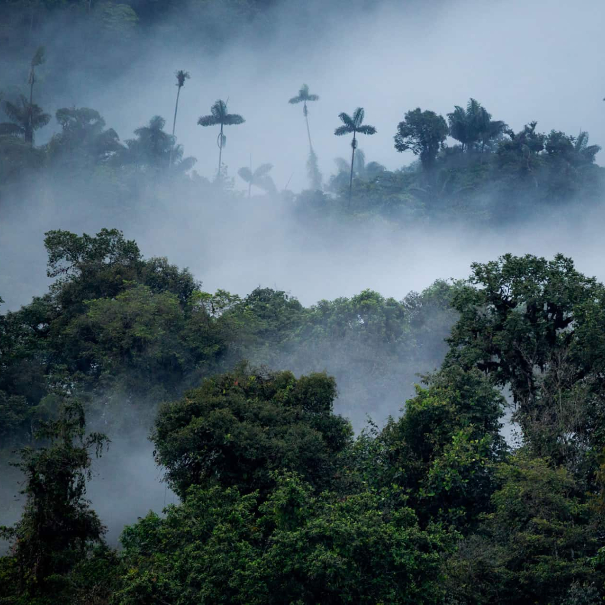 Mashpi Lodge Ecuador (1)