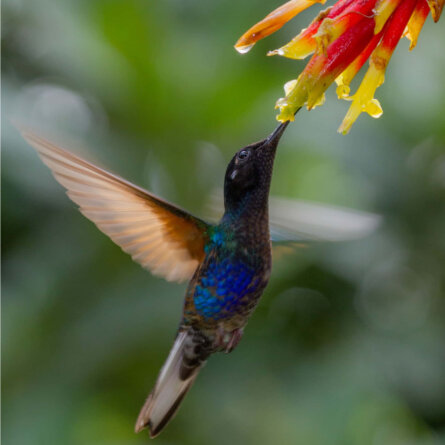 Mashpi Lodge Ecuador (4)