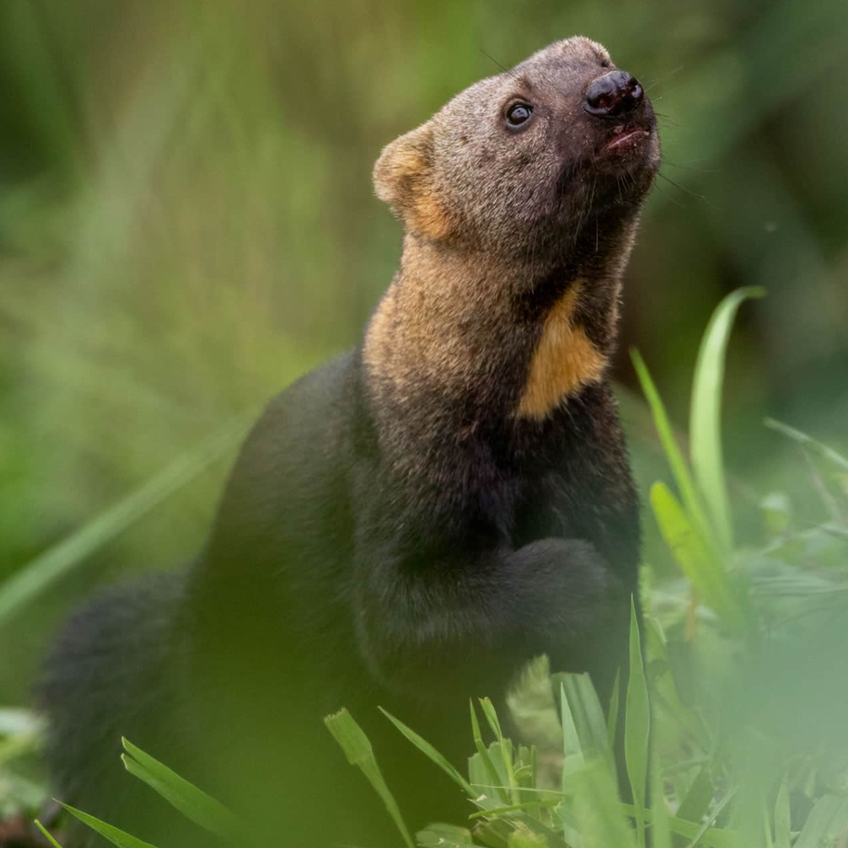 Mashpi Lodge Ecuador (5)