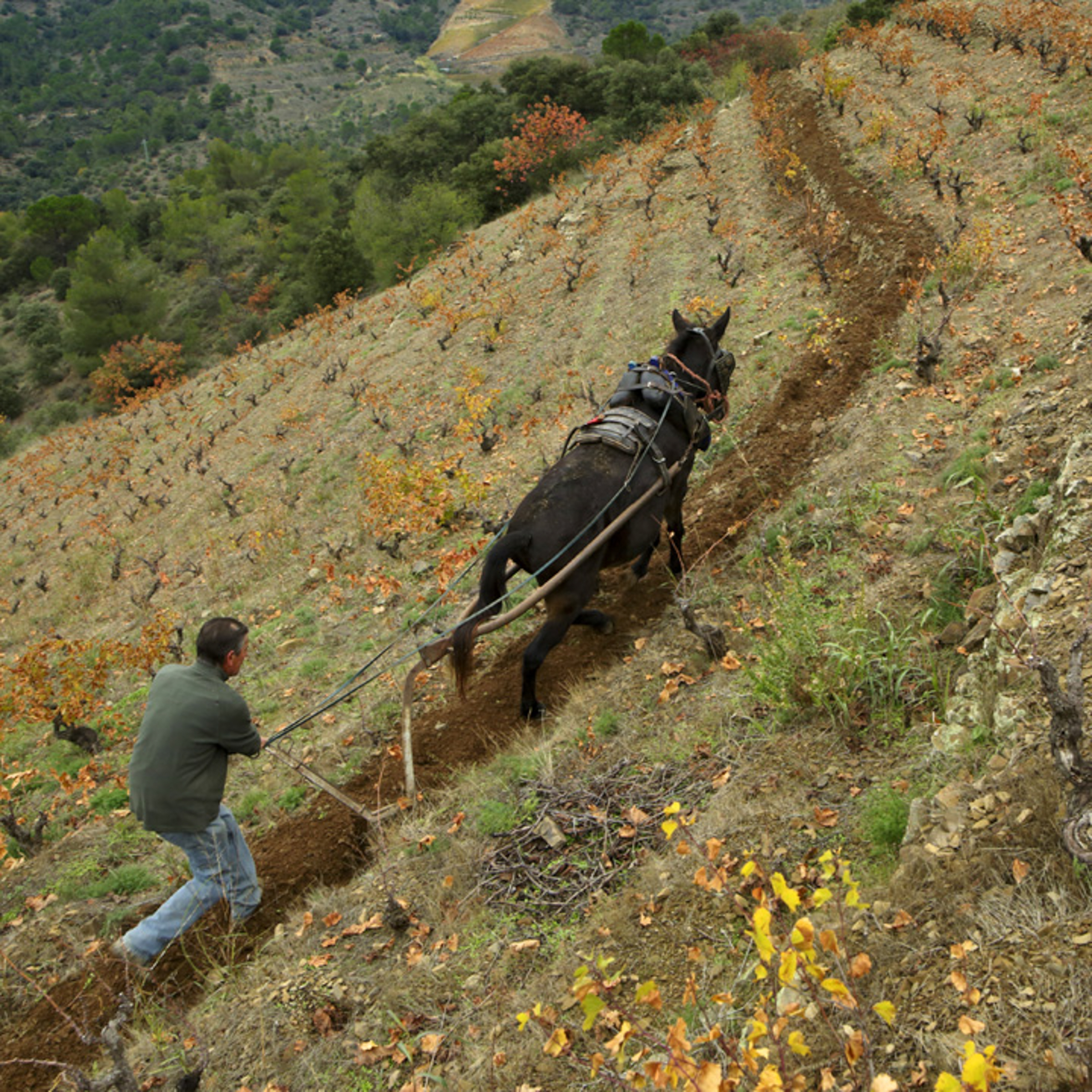 Rutz Zollhaus I Terroir al Limit I Dominik Huber I Priorat Spain Red Wines-2