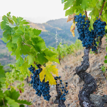 Rutz Zollhaus I Terroir al Limit I Dominik Huber I Terroir sense Fronteres Montsant Spain