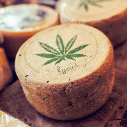 Jumi Käse I Alex Gotter I 1