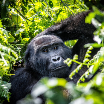 Uganda Rundreise (1)