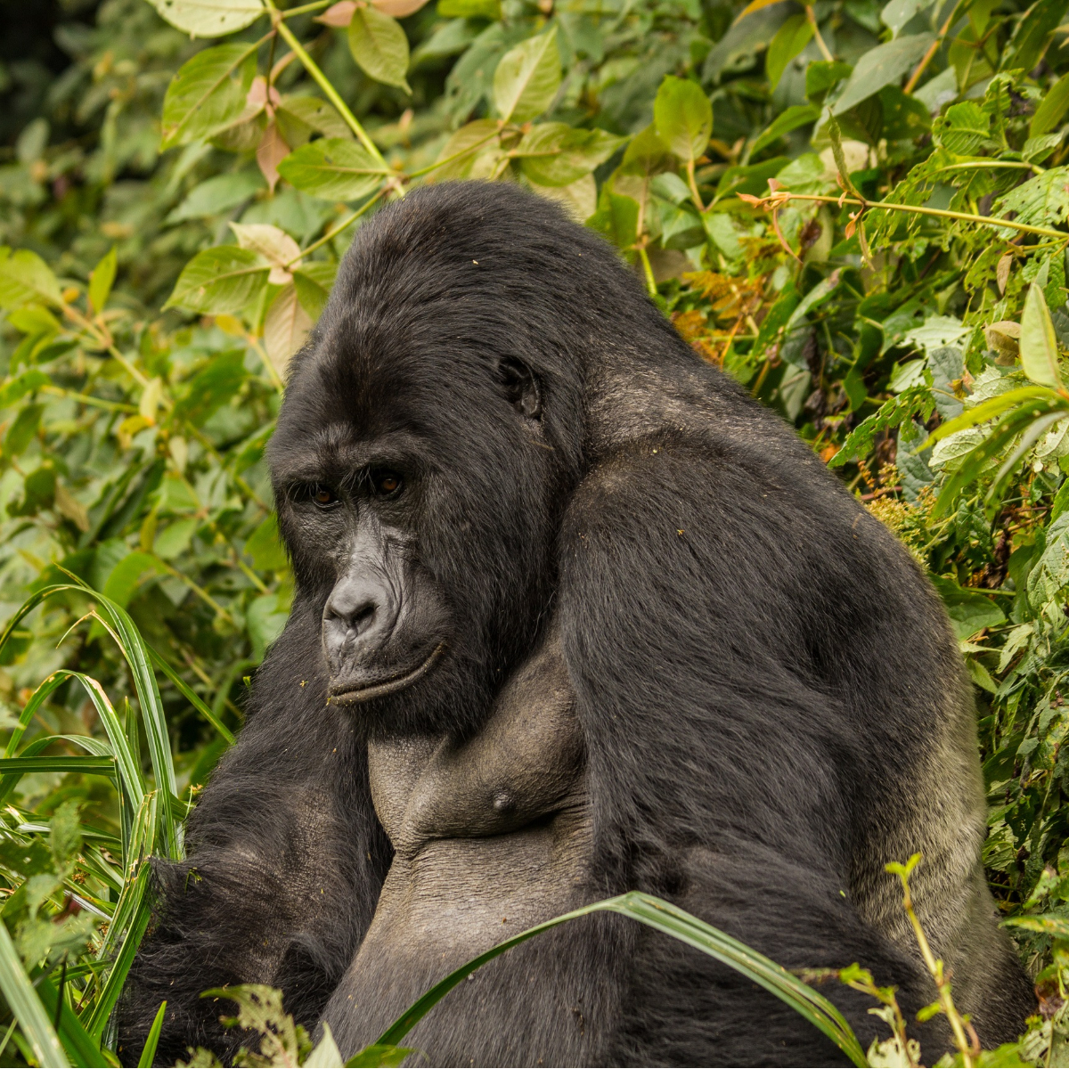 Uganda Rundreise (12)