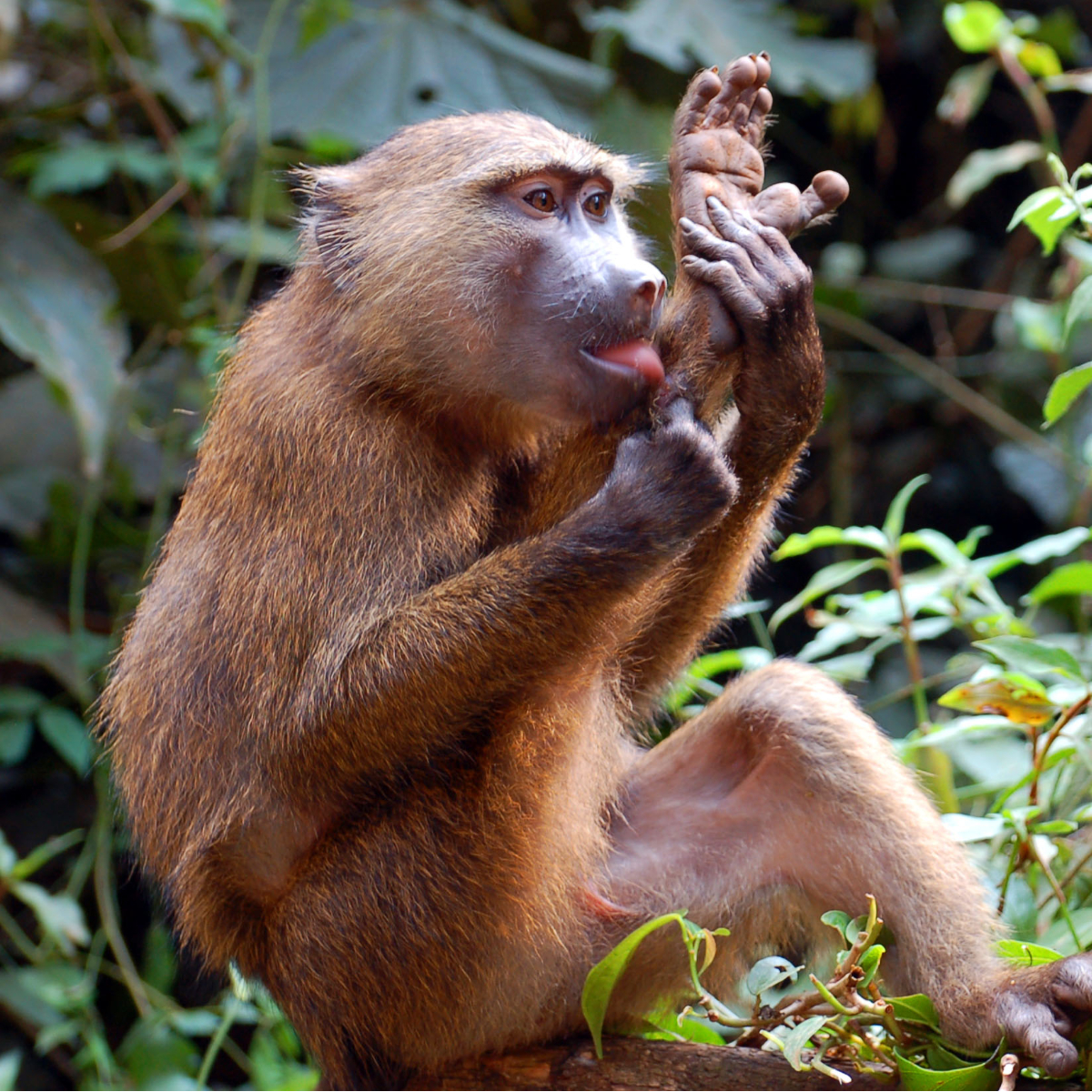 Uganda Rundreise (19)