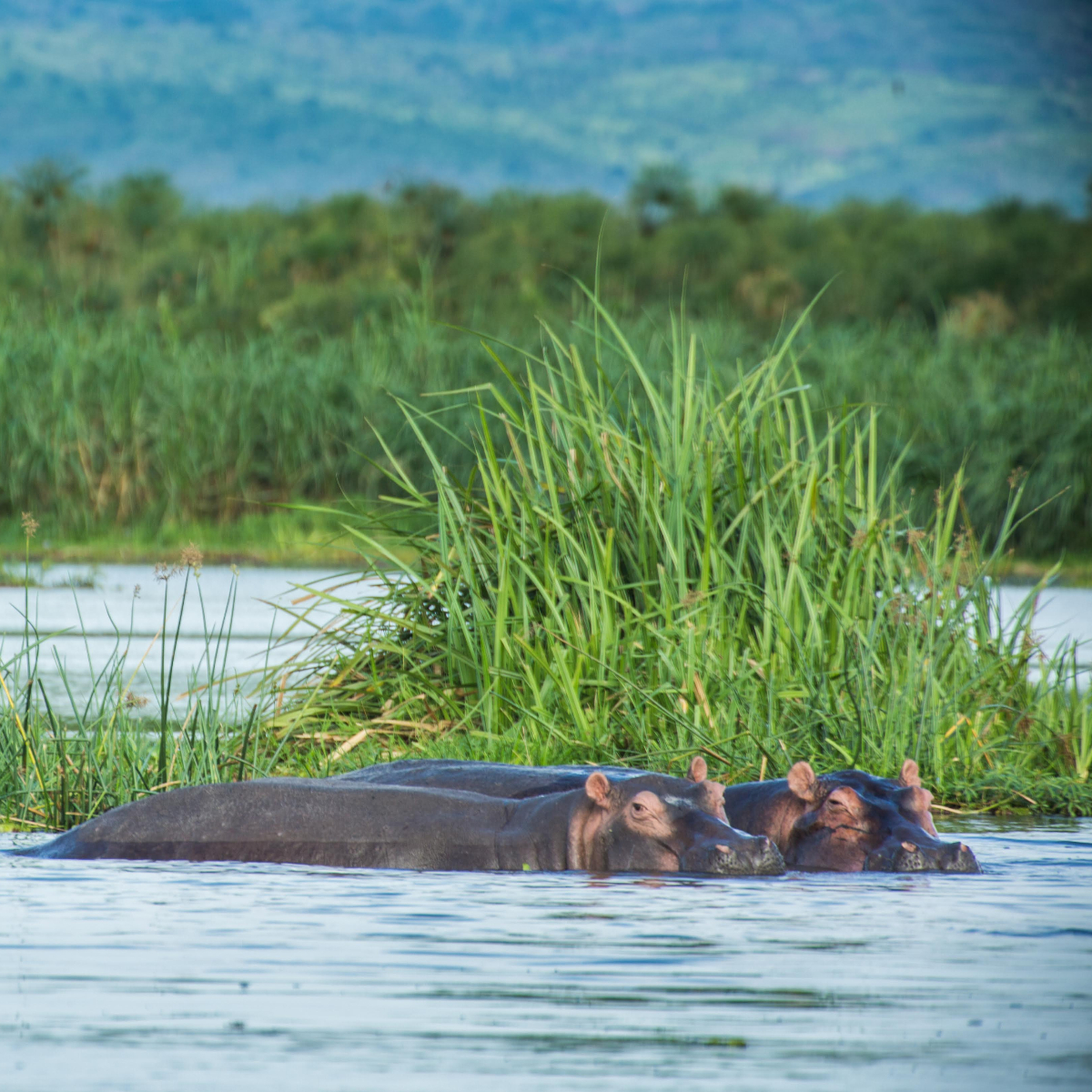 Uganda Rundreise (20)