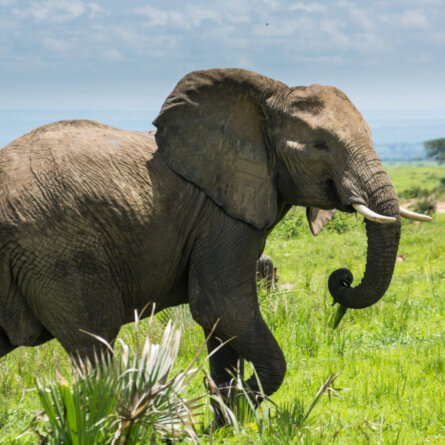 Uganda Rundreise (22)