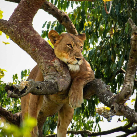 Uganda Rundreise (25)