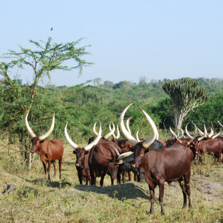 Uganda Rundreise (3)