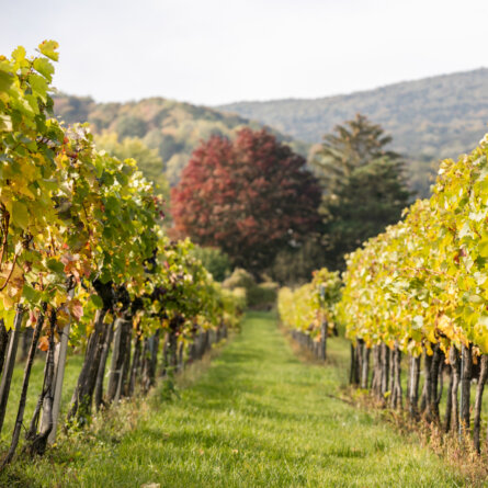Genusswandern Österreich | Niederösterreich | Weingarten Baden bei Wien |  Foto: Harald Eisenberger