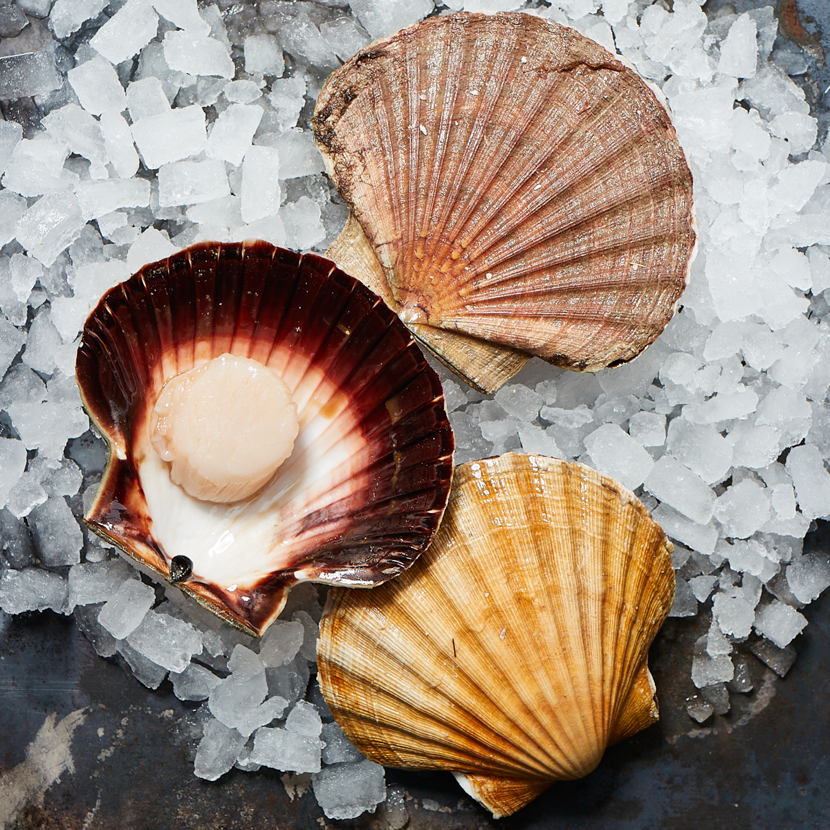 Auster Region Hamburg-04