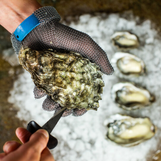 Auster Region Hamburg-07 Auster Region Hamburg-07