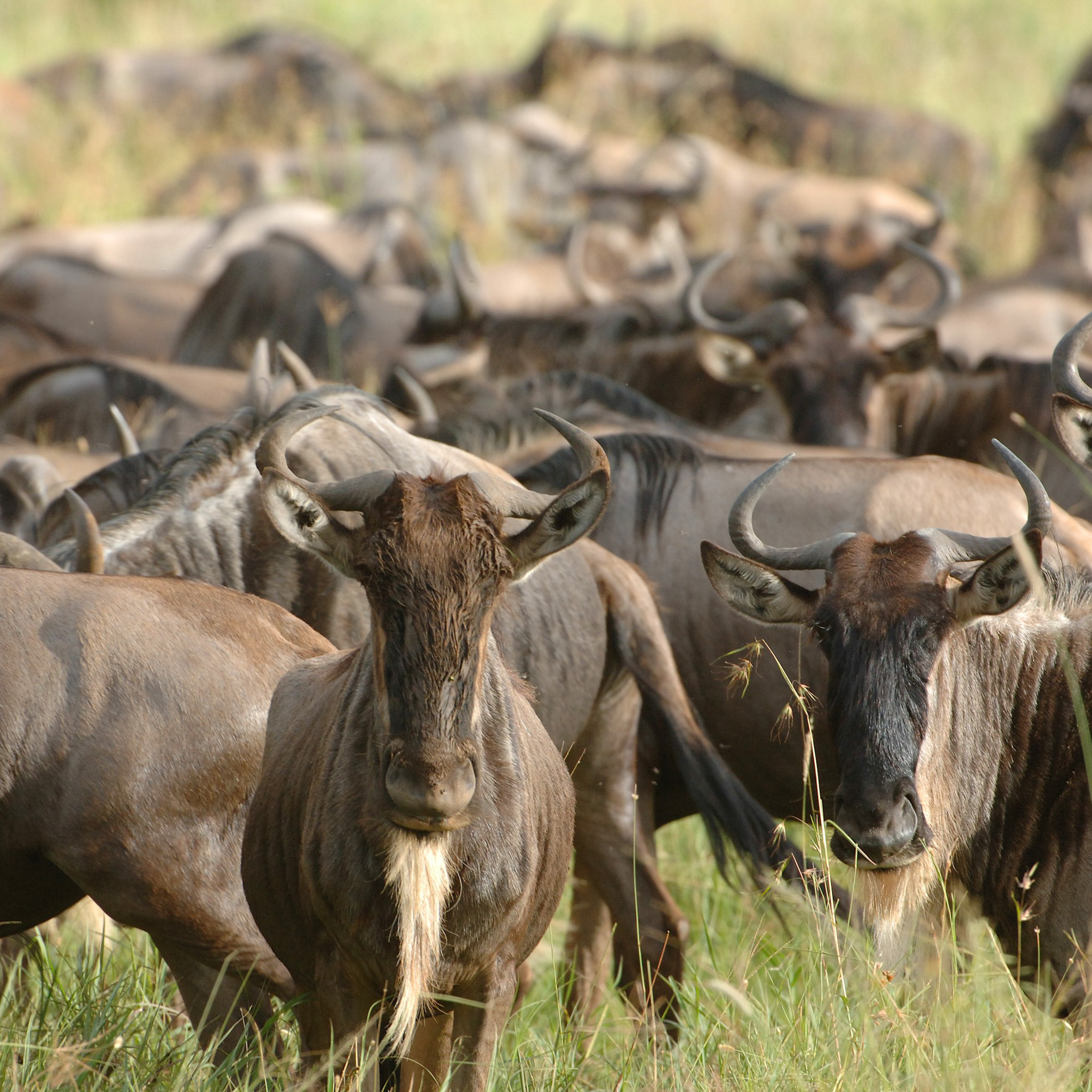 andBeyond-Serengeti-Under-Canvas-15