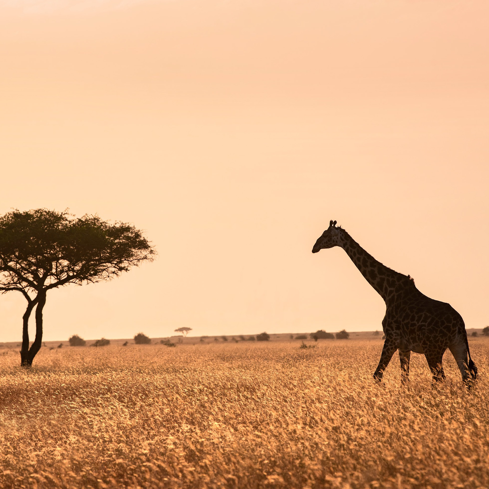 Tanzania Grumeti Serengeti River Lodge-14