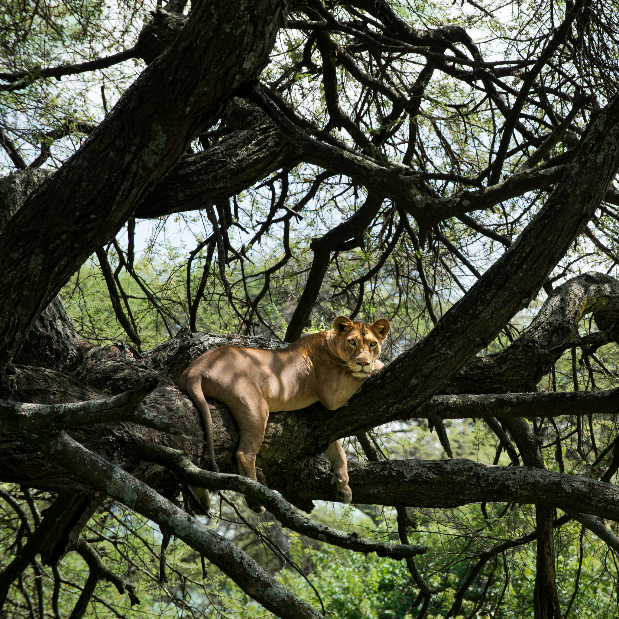 Tanzania Lake Manyara Tree Lodge-4