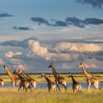Namibia _ Foto Ute von Ludwiger -15