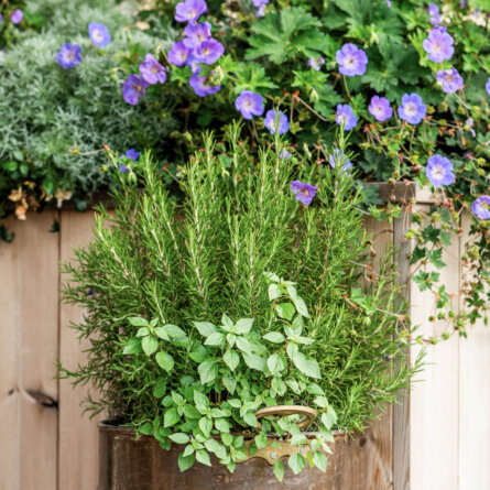 Jardin Tortue Dachterrasse Hamburg-06