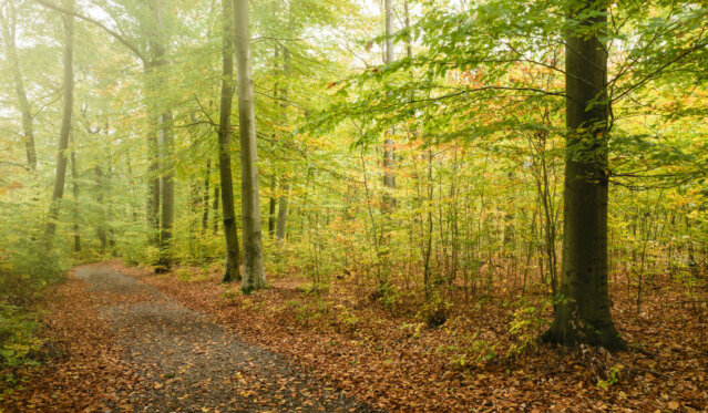 Bucher Forst Bucher Forst