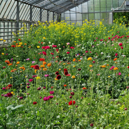 Doll’s Blumen Wien-6