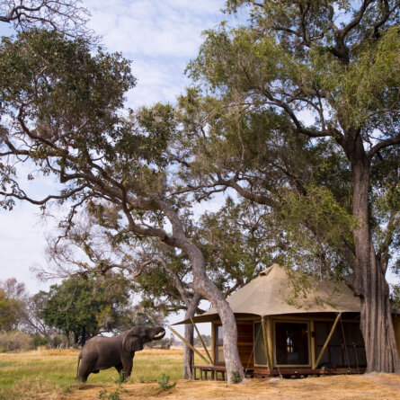 Xaranna Okavango Delta Camp _ &Beyond-3
