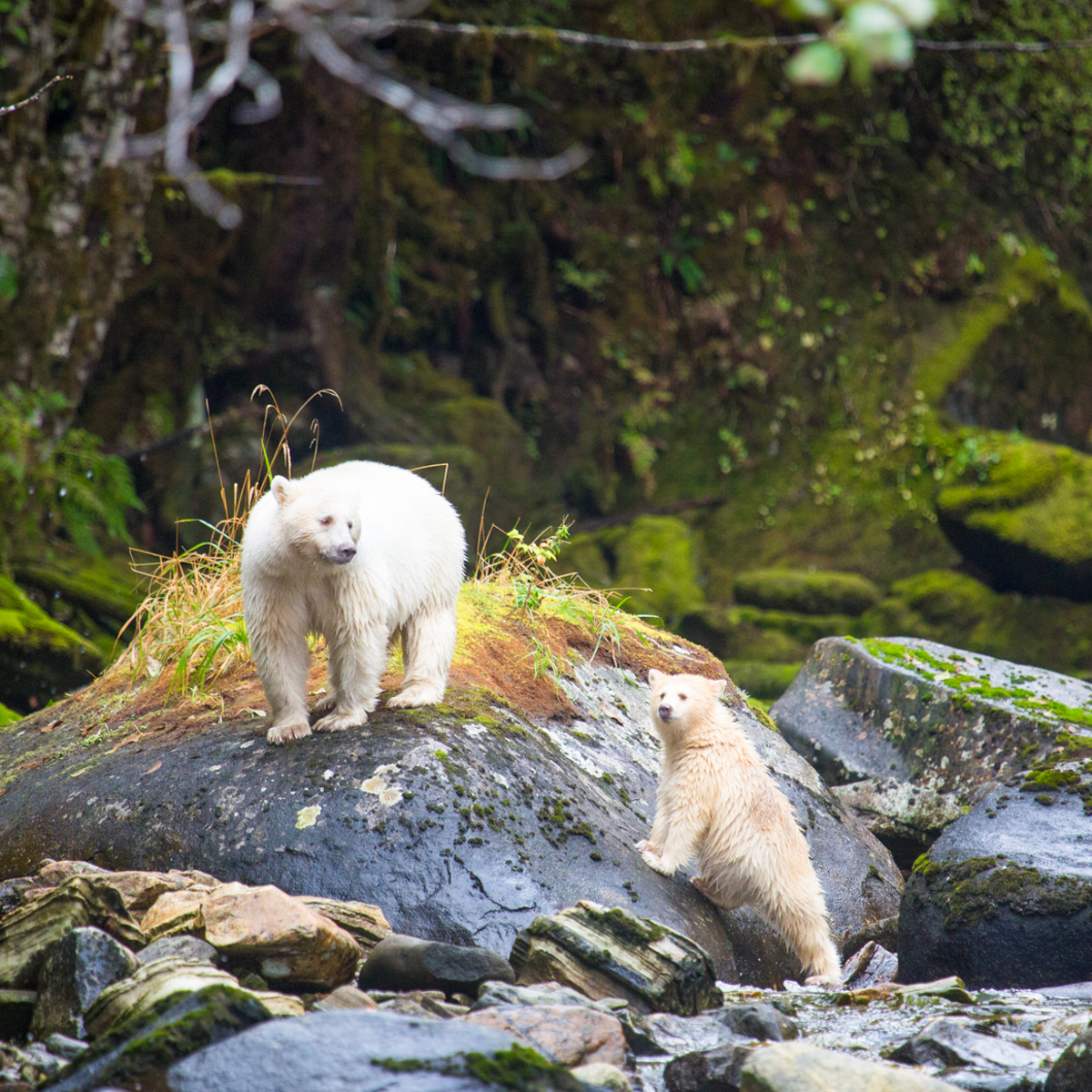 BC_spiritbears_CREDIT_CAEL_COOK_ANDSPIRITBEARLODGE