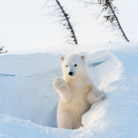Polarbearsafari ©Excursionist