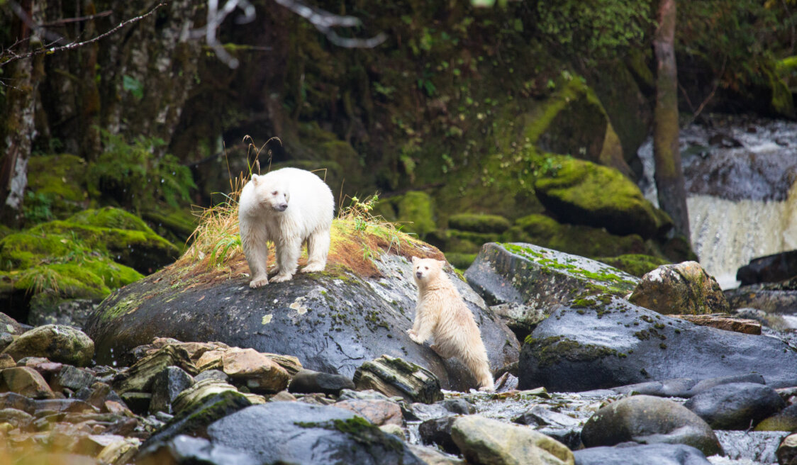 Spirit Bear Lodge ©Excursionist