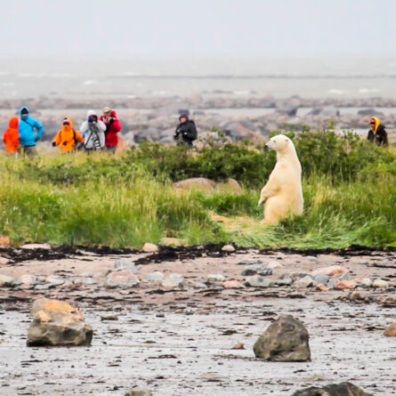 SRHL - Courtesy of Chuchill Wild, Photo Didrik Johnck