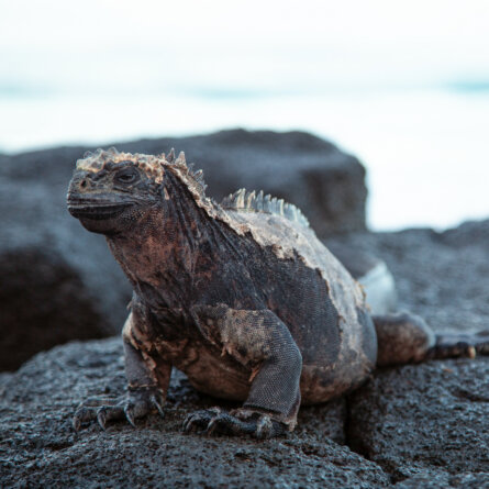 Galapagos Island