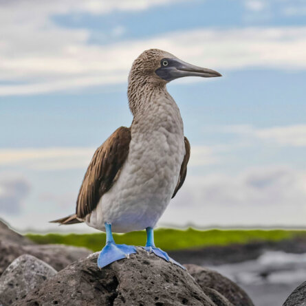 Islands Galapagos Explorer
