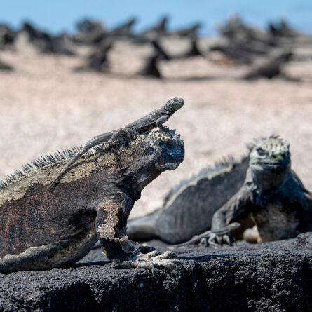 Islands Galapagos Explorer andbeyond-10