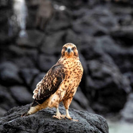 Islands Galapagos Explorer andbeyond-13