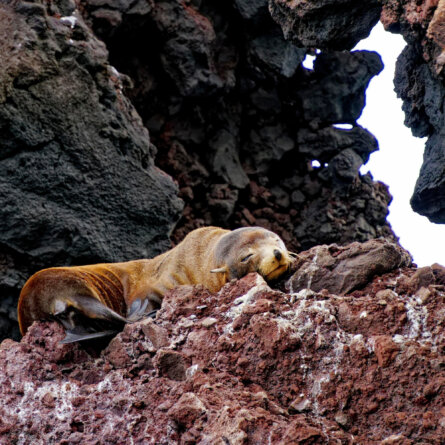Islands Galapagos Explorer