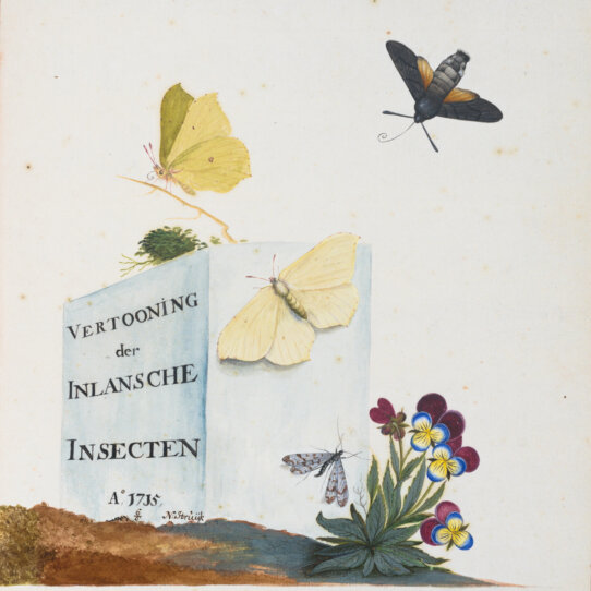 Struyck_N_InlanscheInsecten