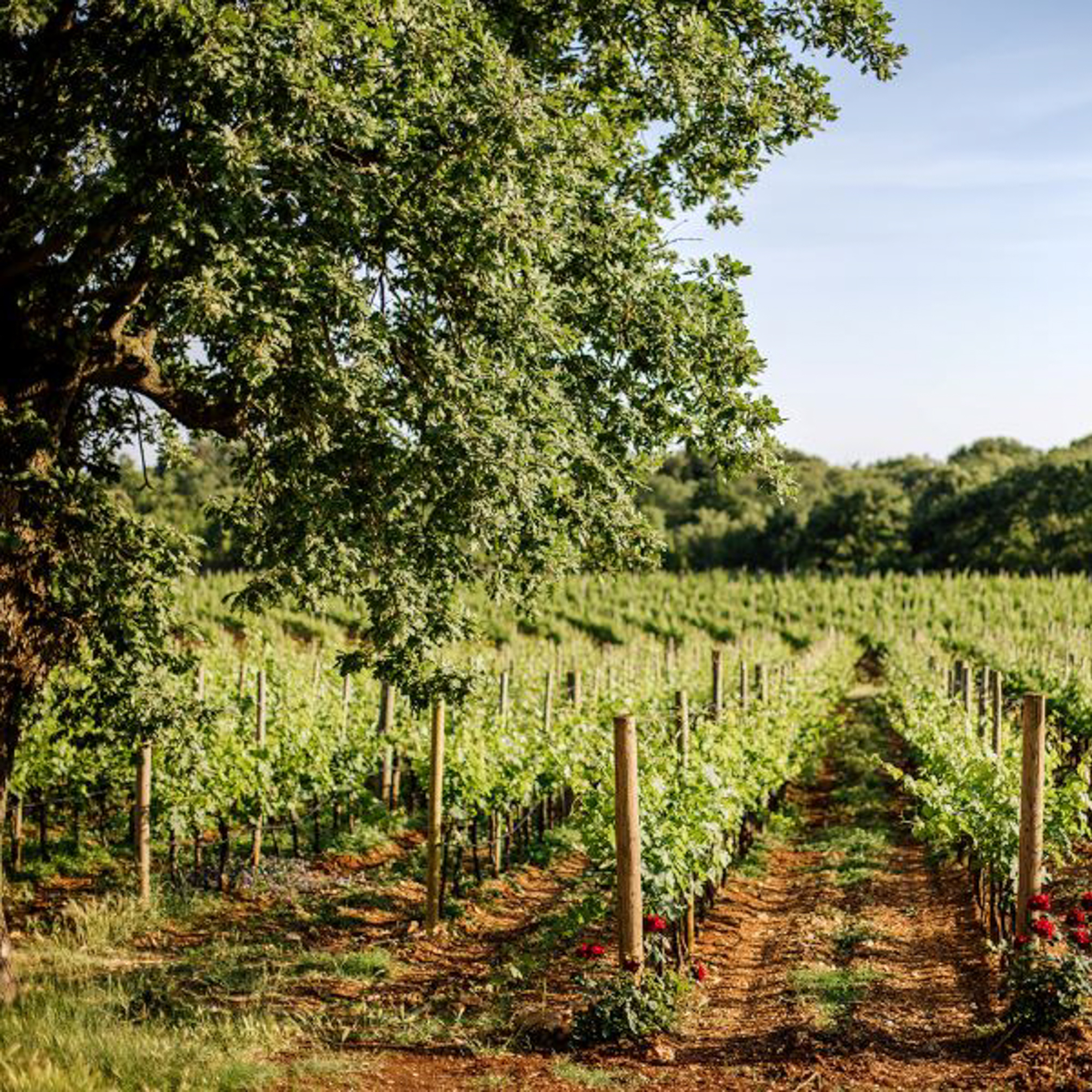 Meneghetti Wine Hotel & Winery-28