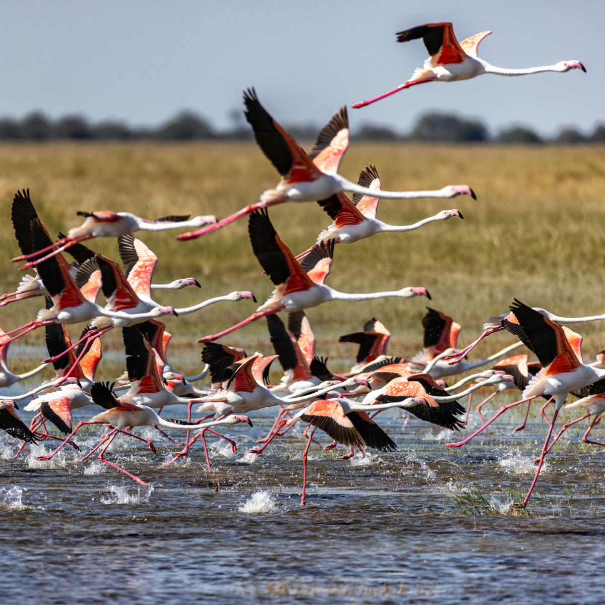 Botswana Gruppen Safari für Frauen 3