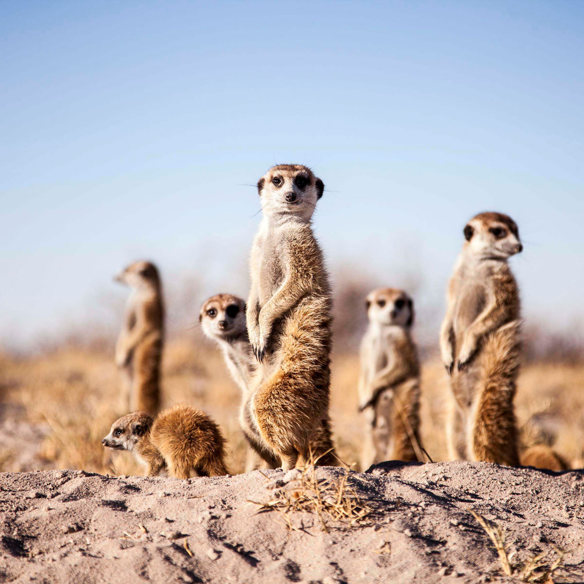 Botswana Gruppen Safari für Frauen 9