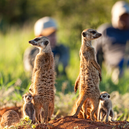 Tswalu Kalahari Reserve -2